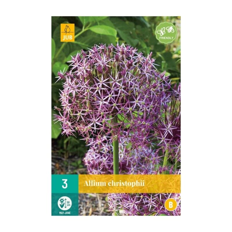 Allium christophii (sachet de 3 pièces)