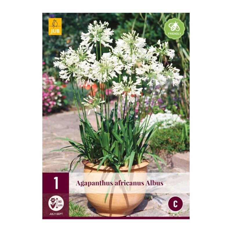 Allium millenium
