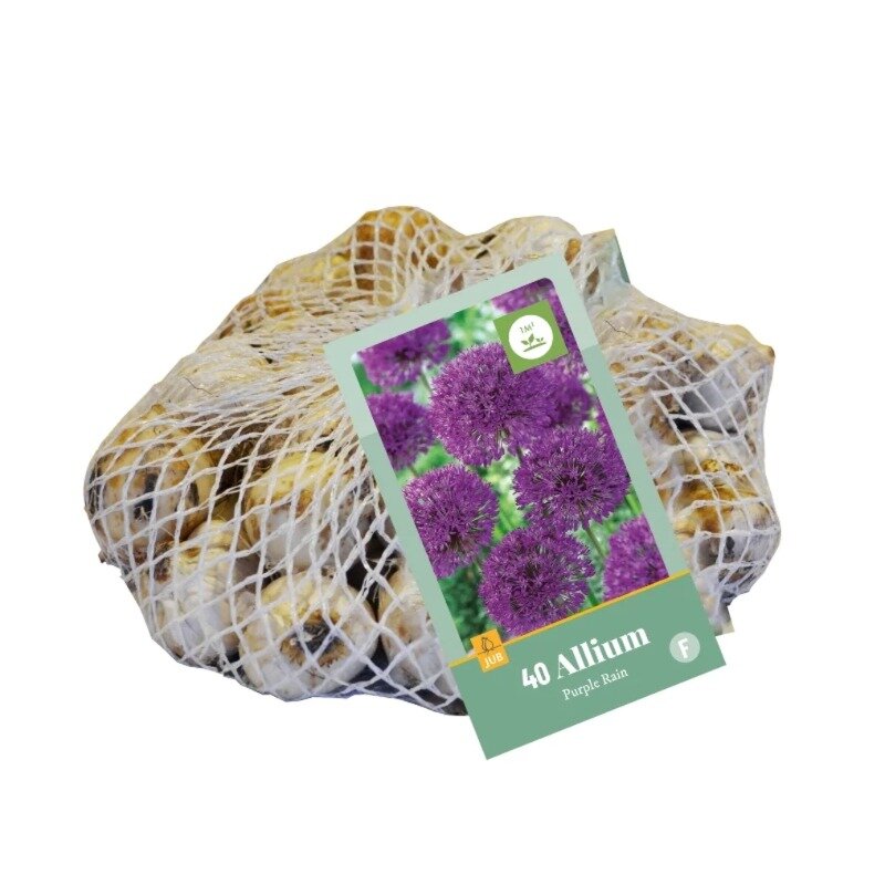 Allium Purple Rain (sac en filet 40 pièces)