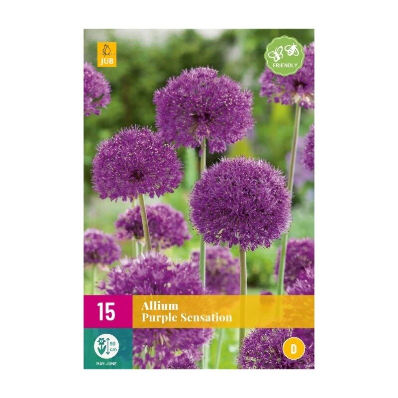 Allium Purple Sensation (sac XXL 15 pièces)