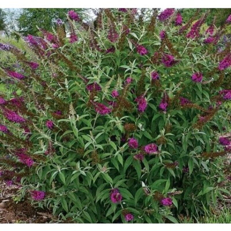 Arbre à papillons rouge-violet 