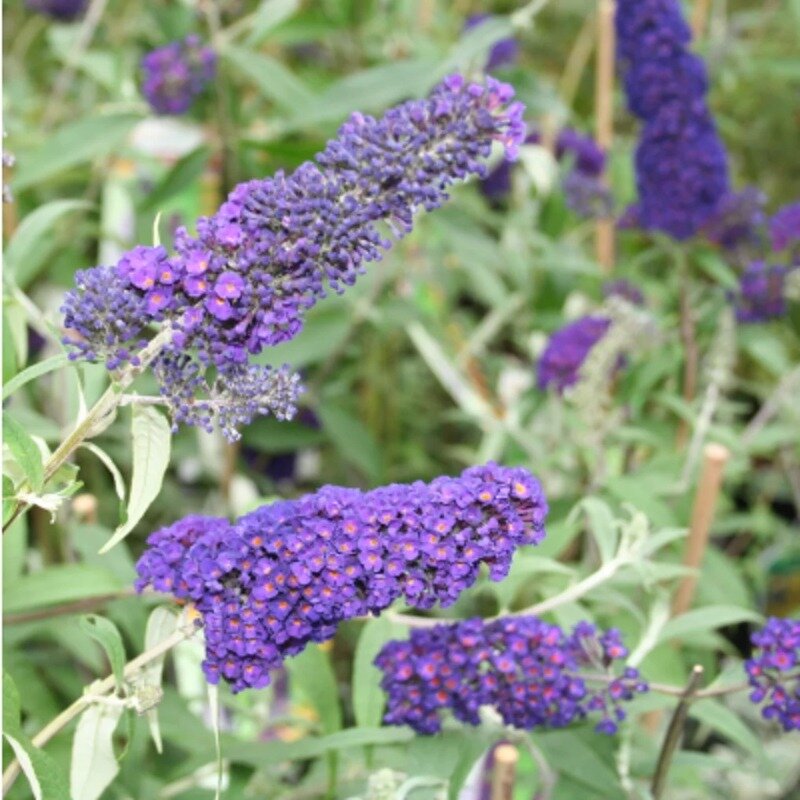 Arbre à papillons bleu-violet 