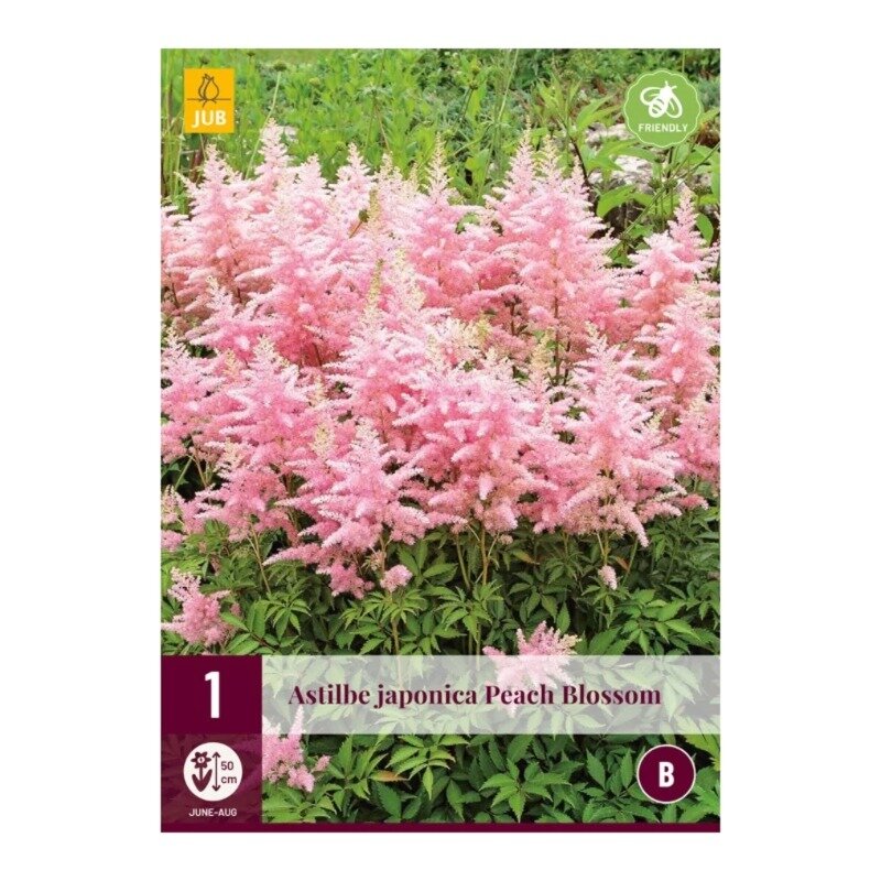 Astilbe japonica Peach Blossom
