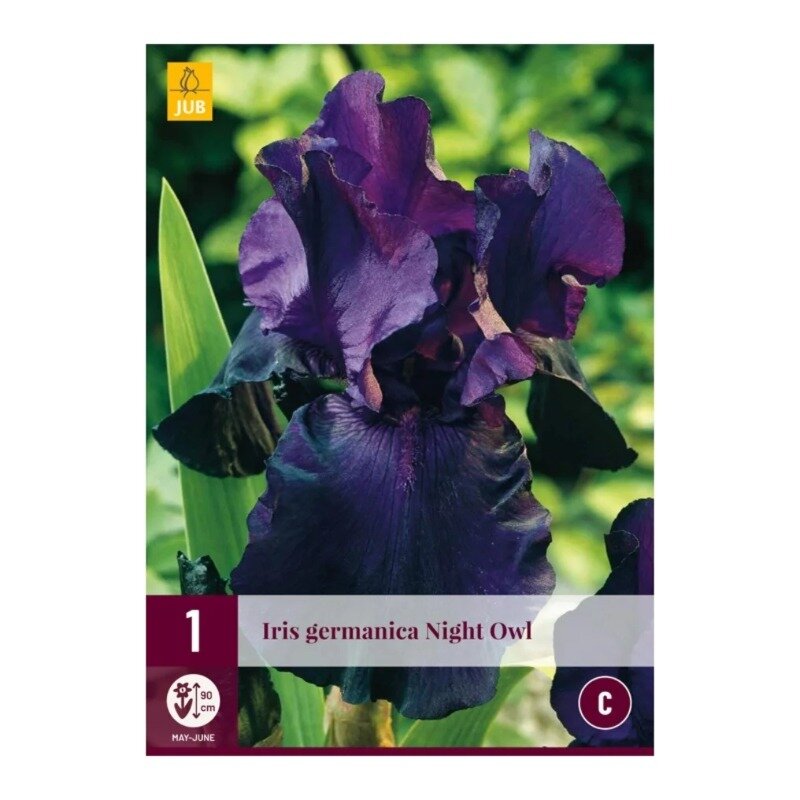 Iris germanica Night Owl