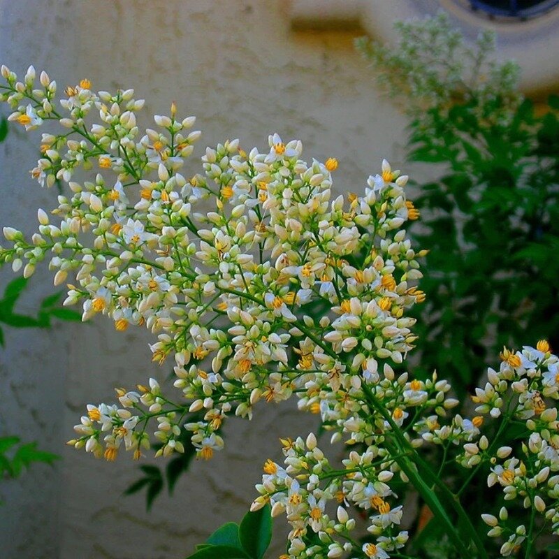 Nandina domestica fleurs