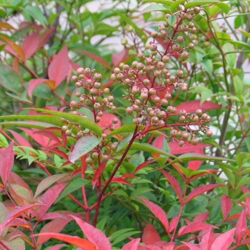 Nandina domestica dans le jardin