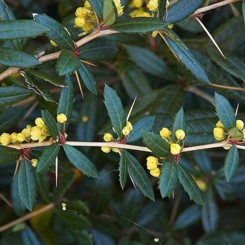 Berberis julianae 