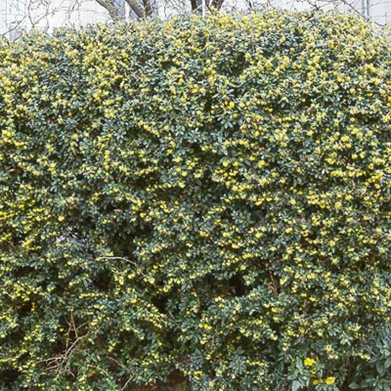 Berberis julianae 