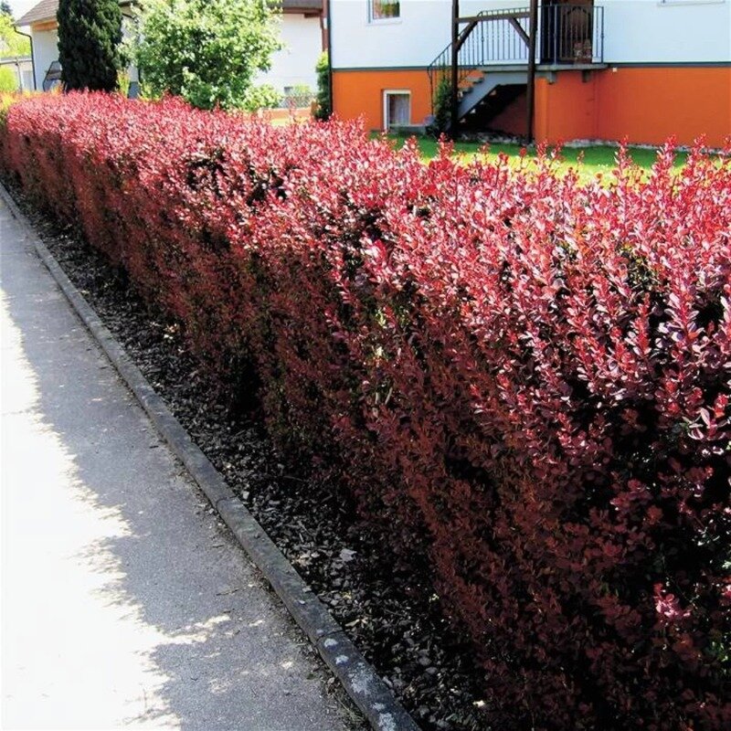 Berberis thunbergii « Atropurpurea » 