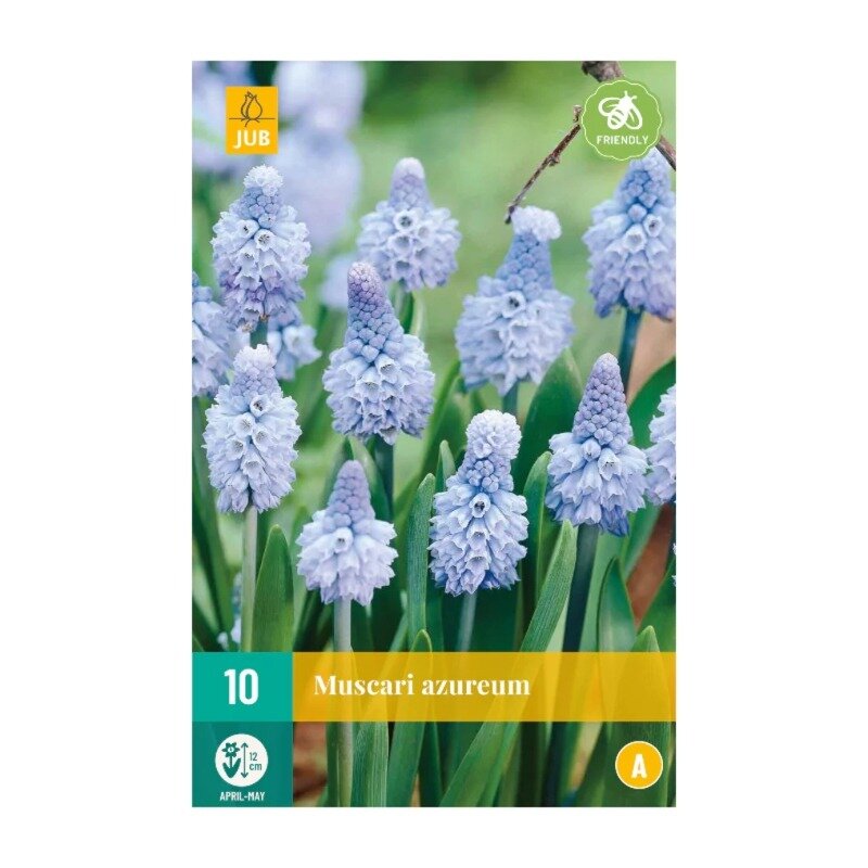 Muscari azureum (sachet de 10 pièces)