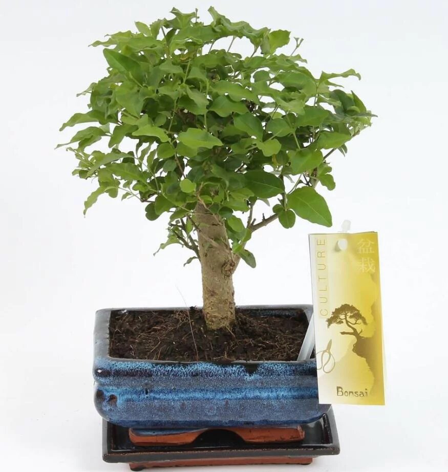 Bonsai 'Sageretia' bolvorm