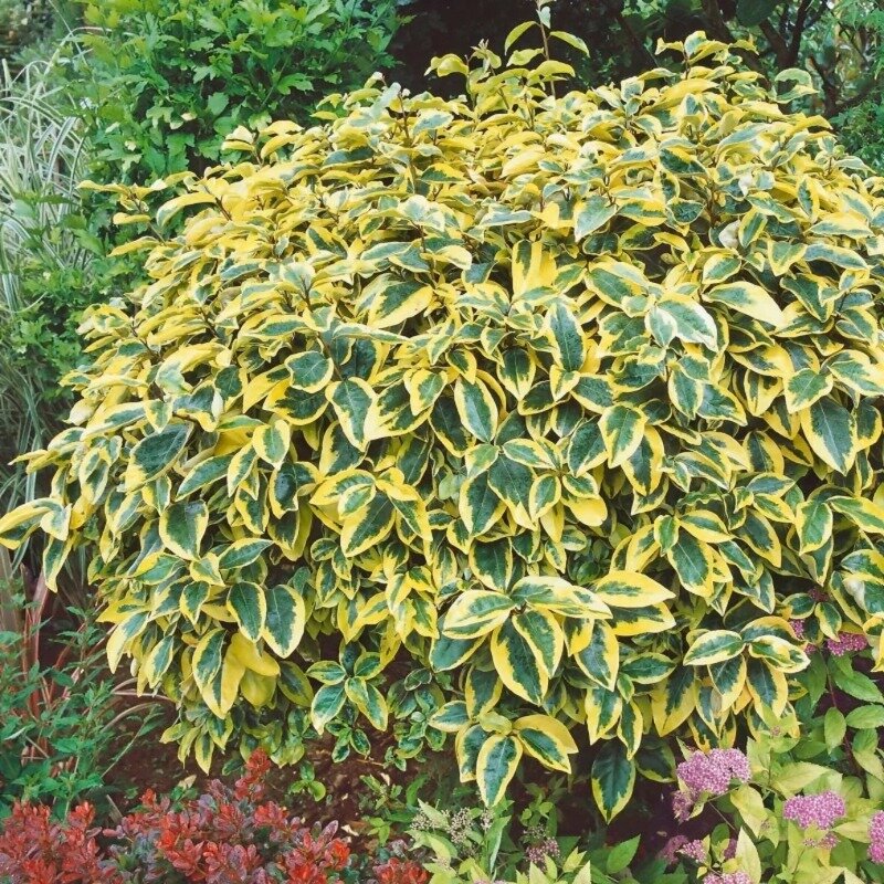 Olivier de Bohème à feuilles panachées 