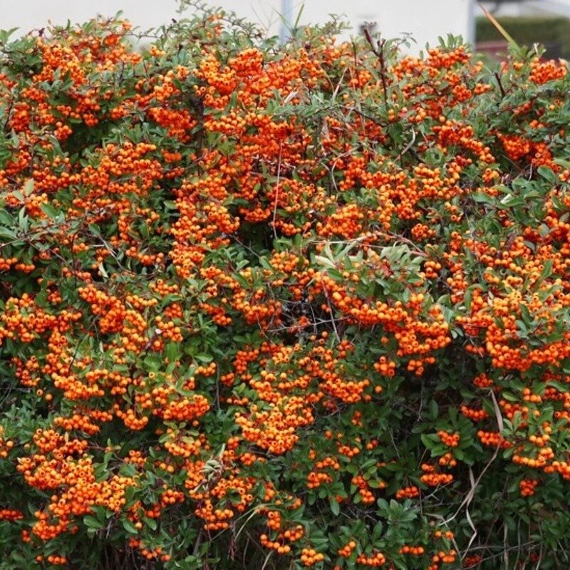 Buisson ardent orange 