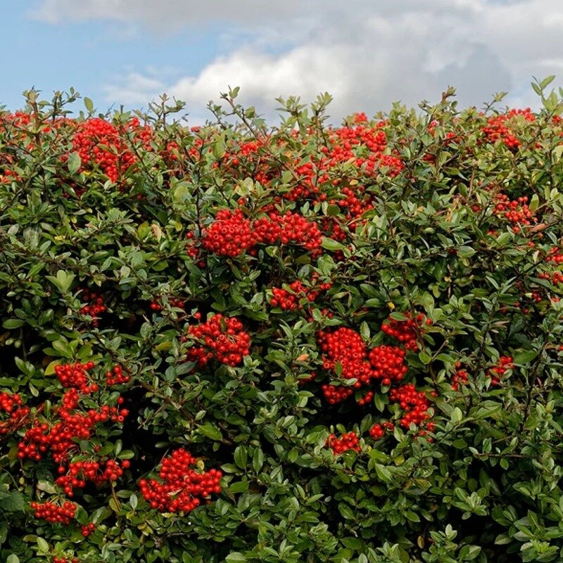 Buisson ardent rouge 