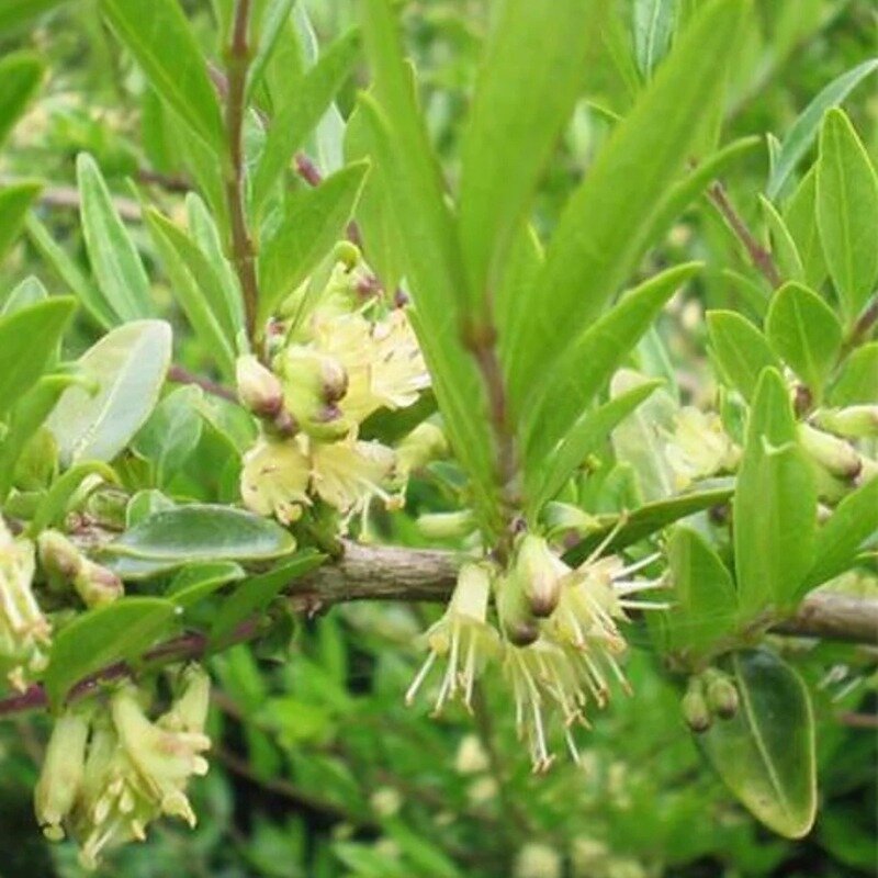 Chèvrefeuille buissonnant « Elegant » 