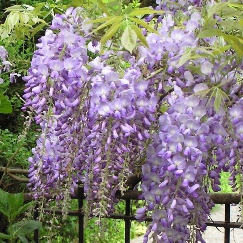 Glycine chinoise 