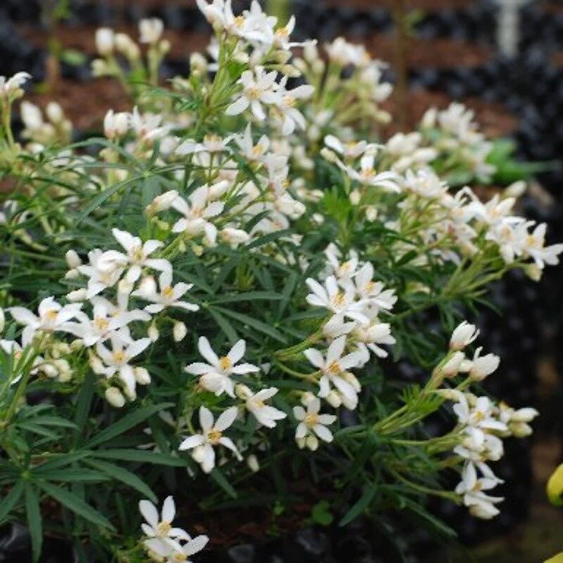 Choisya ternata 'White Dazzler' ® 