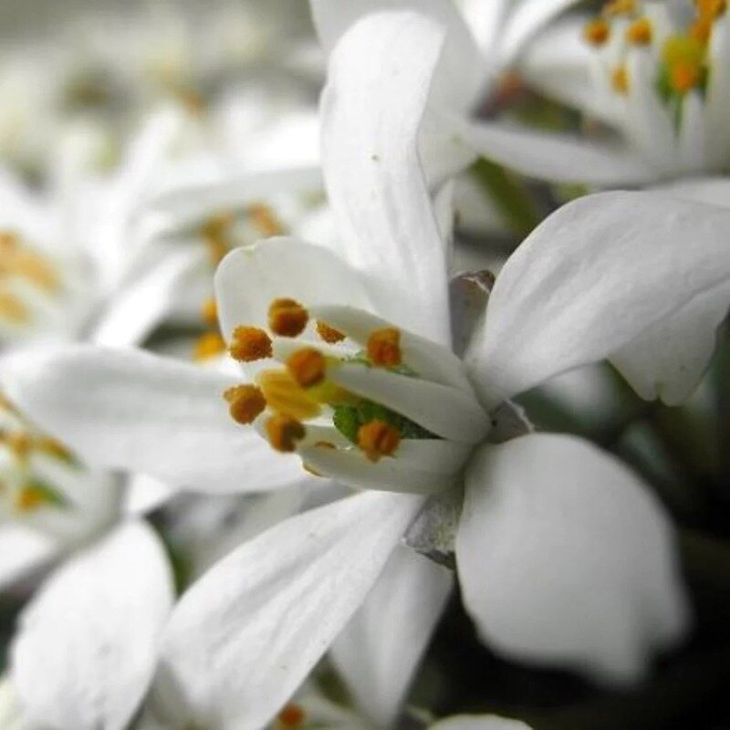 Choisya ternata 'White Dazzler' ®
