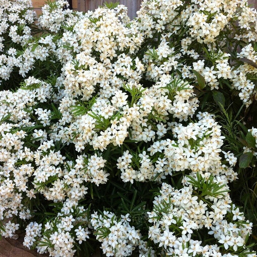 Choisya ternata 'White Dazzler' ®
