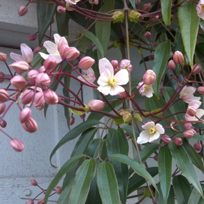 Clématite blanc-rose persistante 