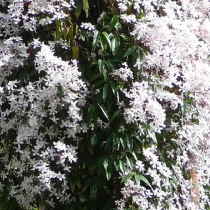 Clématite blanc-rose persistante 