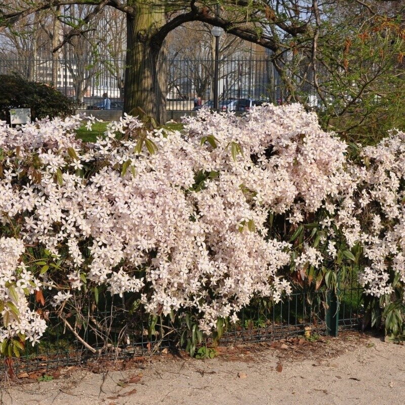 Clématite blanc-rose persistante 