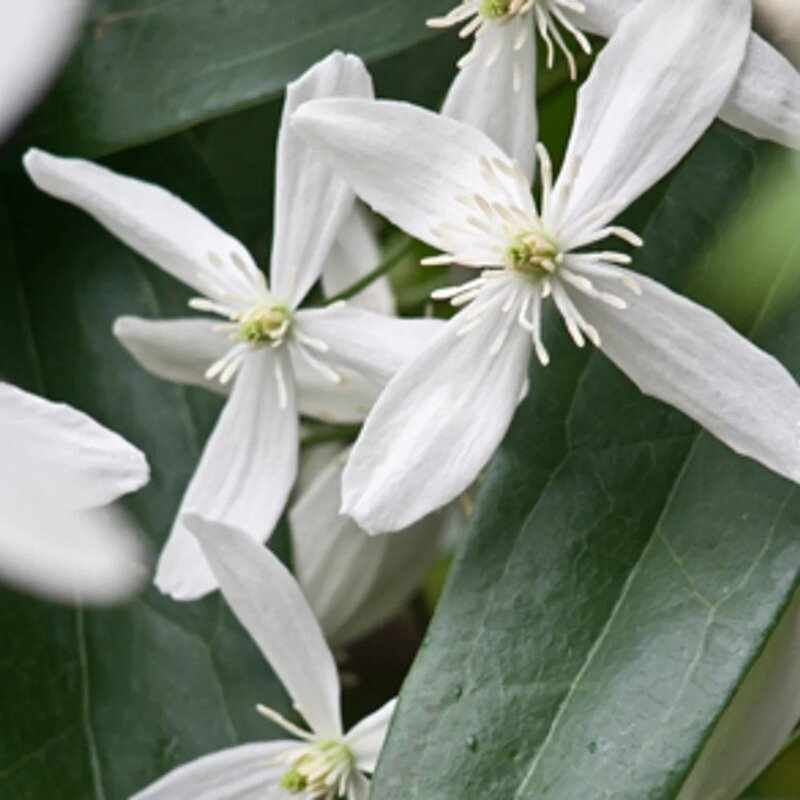 Clématite blanche persistante 