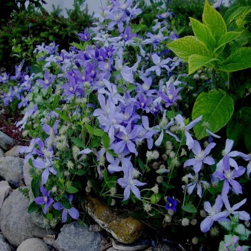 Clématite bleue 