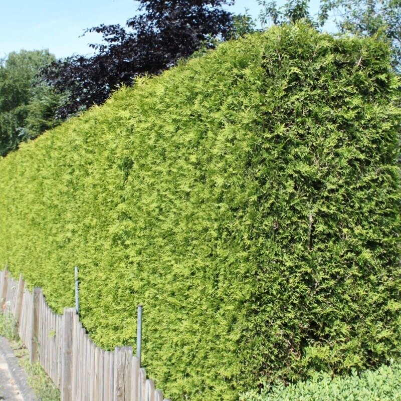 Conifère de haie vert « Smaragd » 