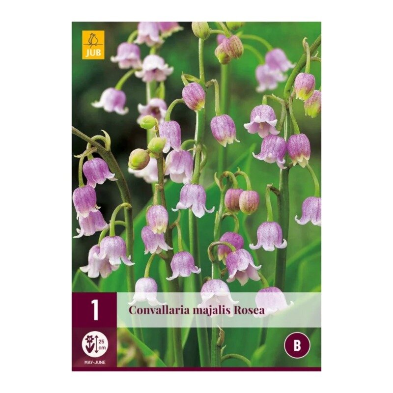 Convallaria majalis Rosea
