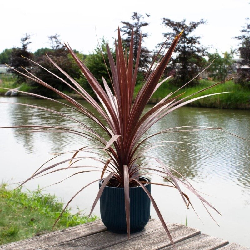 Cordhou palmiste rouge dans le jardin