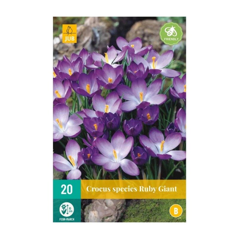 Crocus Ruby Giant (sachet de 20 pièces)