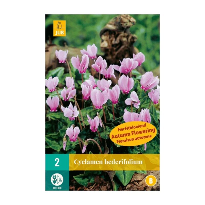 Cyclamen hederifolium (sachet de 2 pièces)