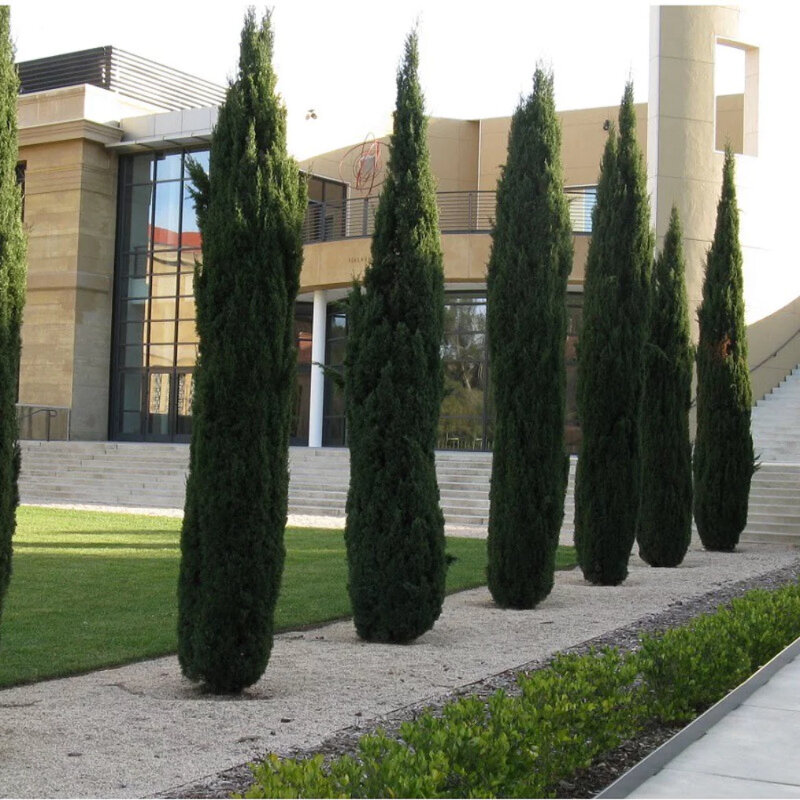 Cupressus sempervirens « Totem »