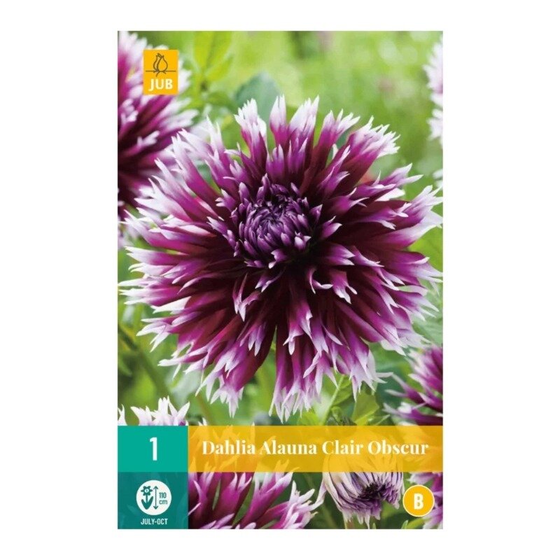 Dahlia Alauna Clair Obscur