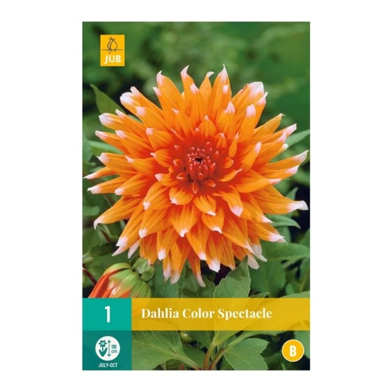 Dahlia Color Spectacle