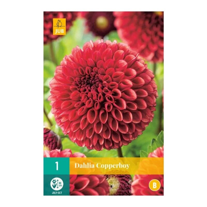 Dahlia Copperboy
