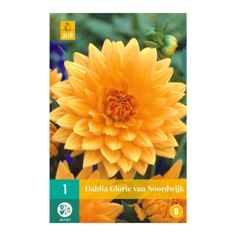 Dahlia Glory of Noordwijk 