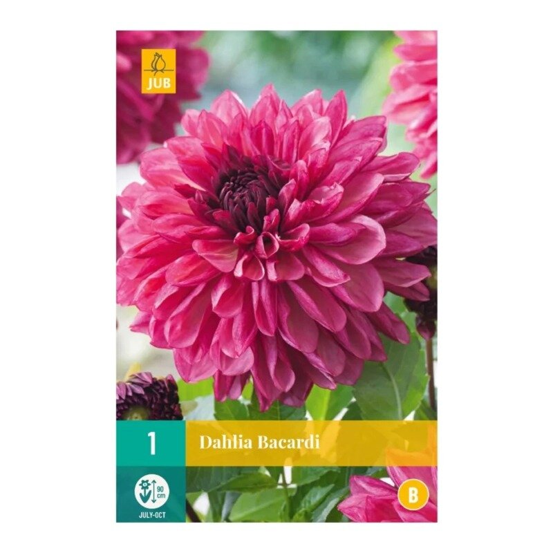 Dahlia Bacardi