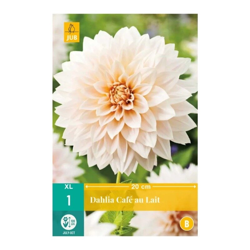 Dahlia Café au Lait