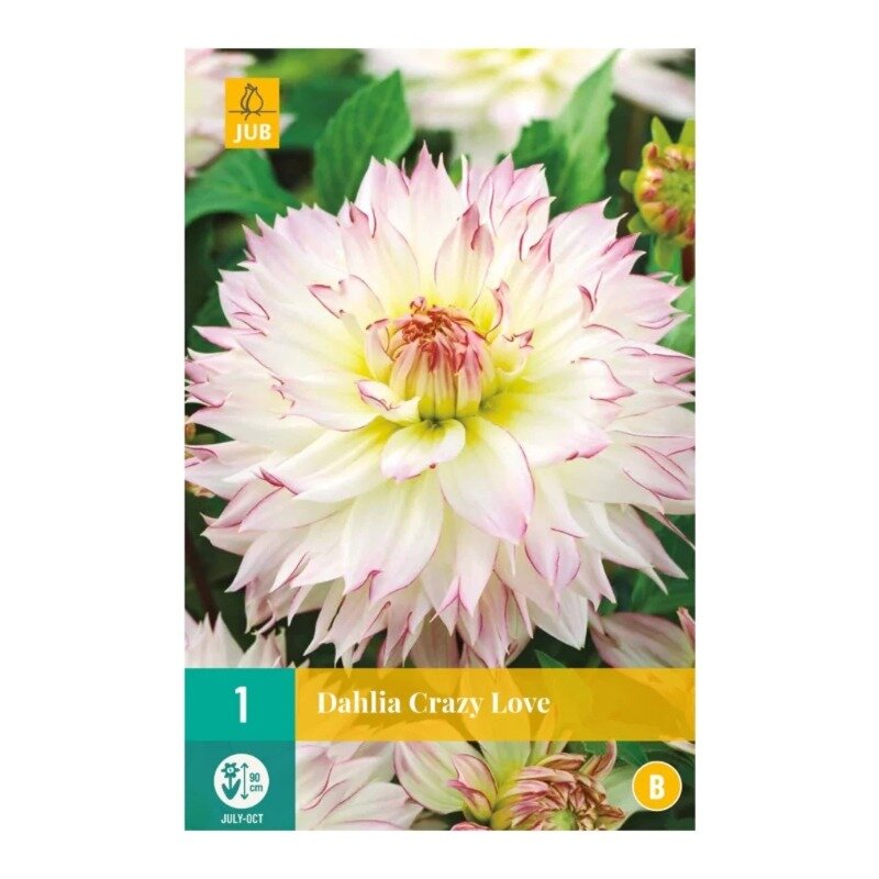 Dahlia Crazy Love