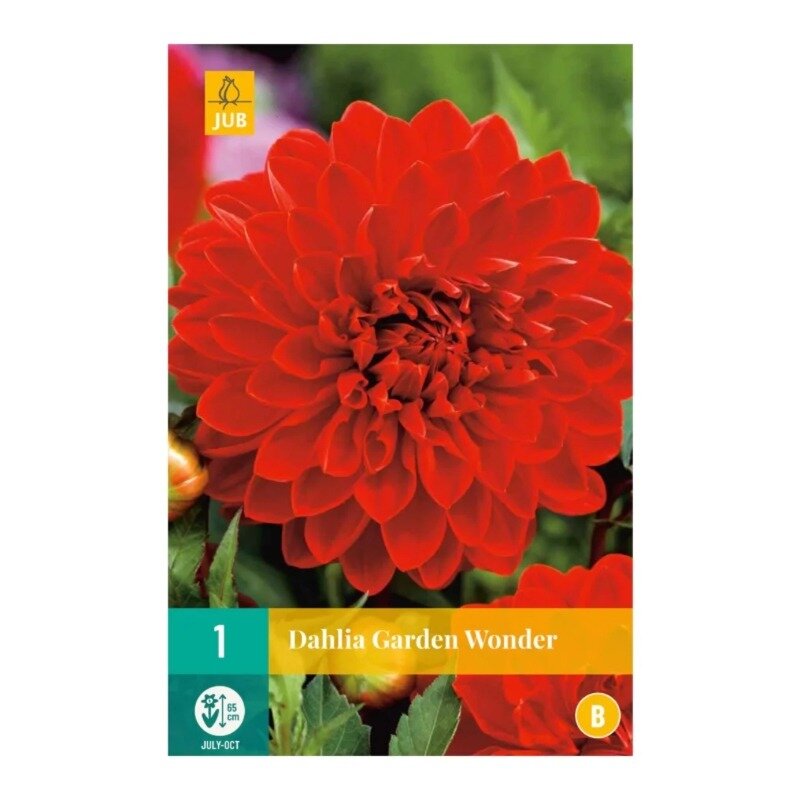 Dahlia Garden Wonder 