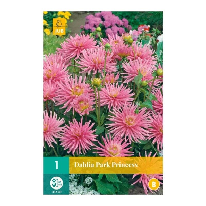 Dahlia Park Princess