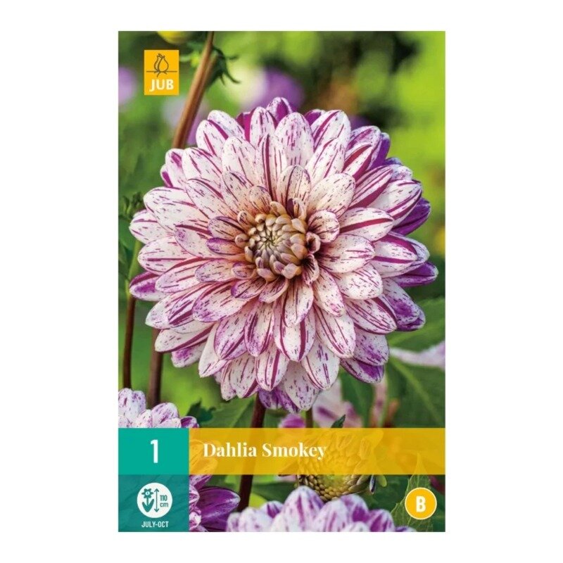 Dahlia Smokey