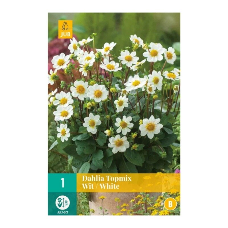 Dahlia Topmix White