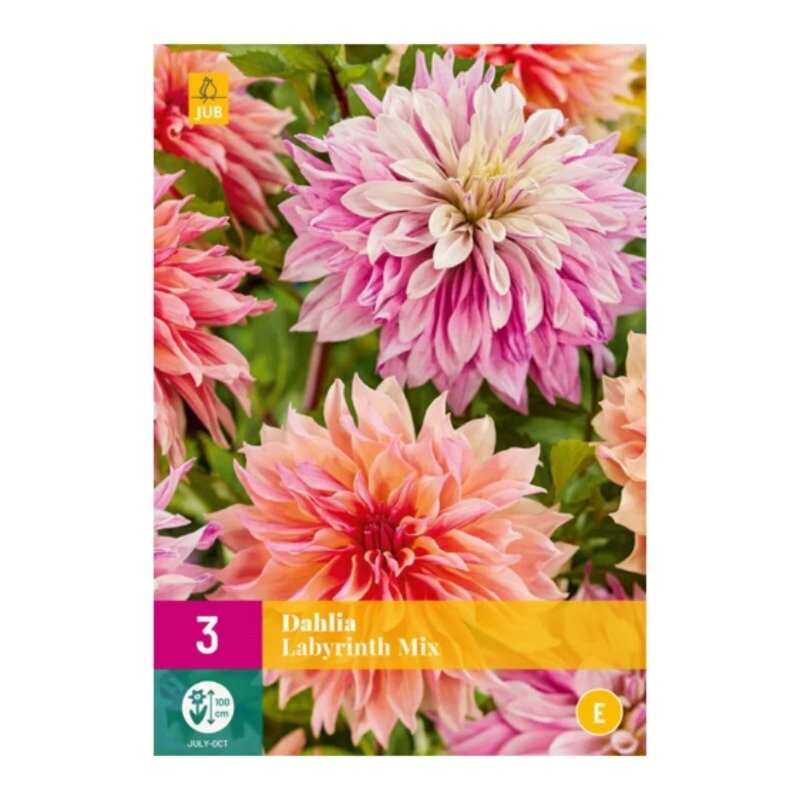 Dahlia Labyrinth Mix