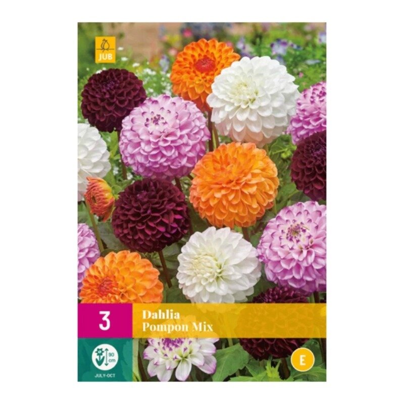 Dahlia Pompon Mix