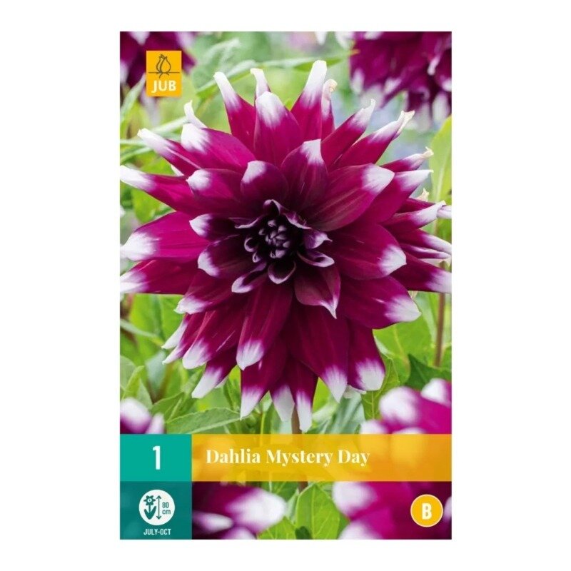 Dahlia Mystery Day