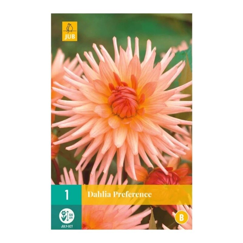 Dahlia Preference