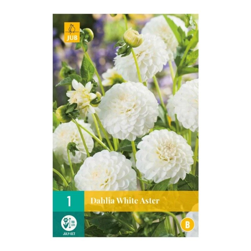 Dahlia White Aster